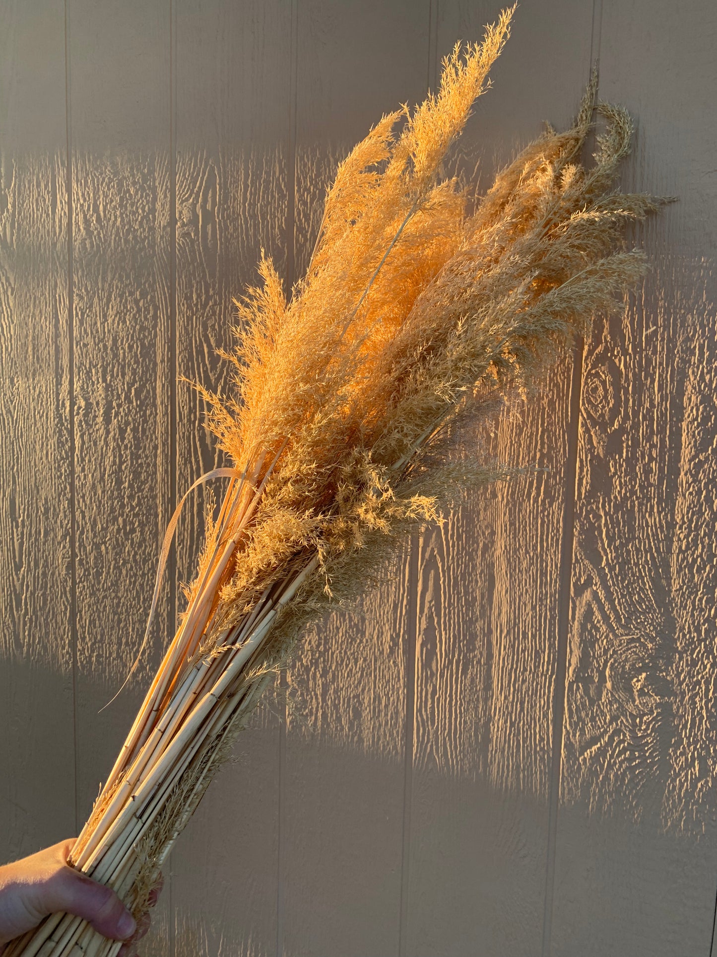 Rustic Reed Grass